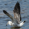 1cy fuscus in August, ringed in Finland. (81365 bytes)